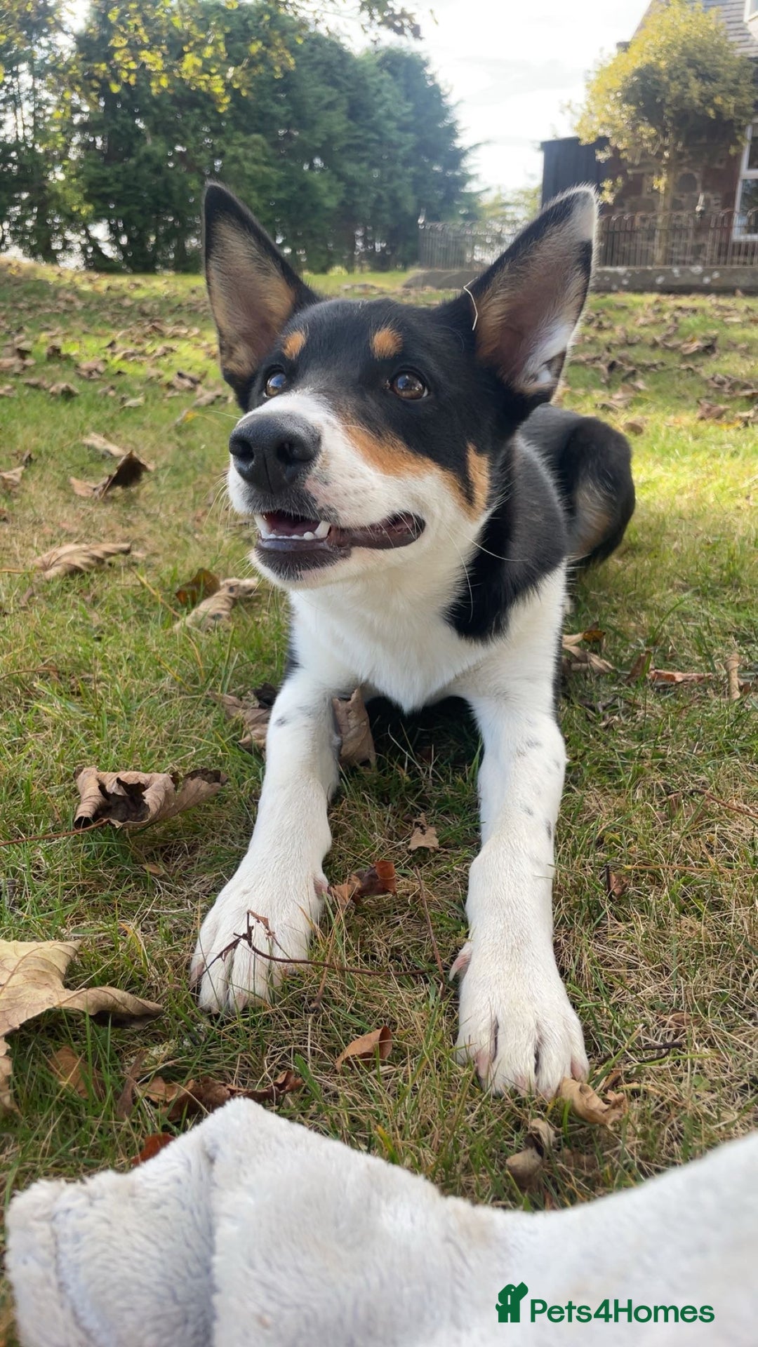 Border Collie dogs for sale: Willow  - Image 4