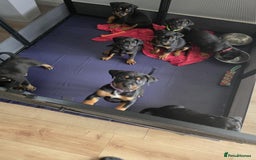 Mixed Breed dogs for sale: Rottweiler x American Staffy Puppies - Image 1