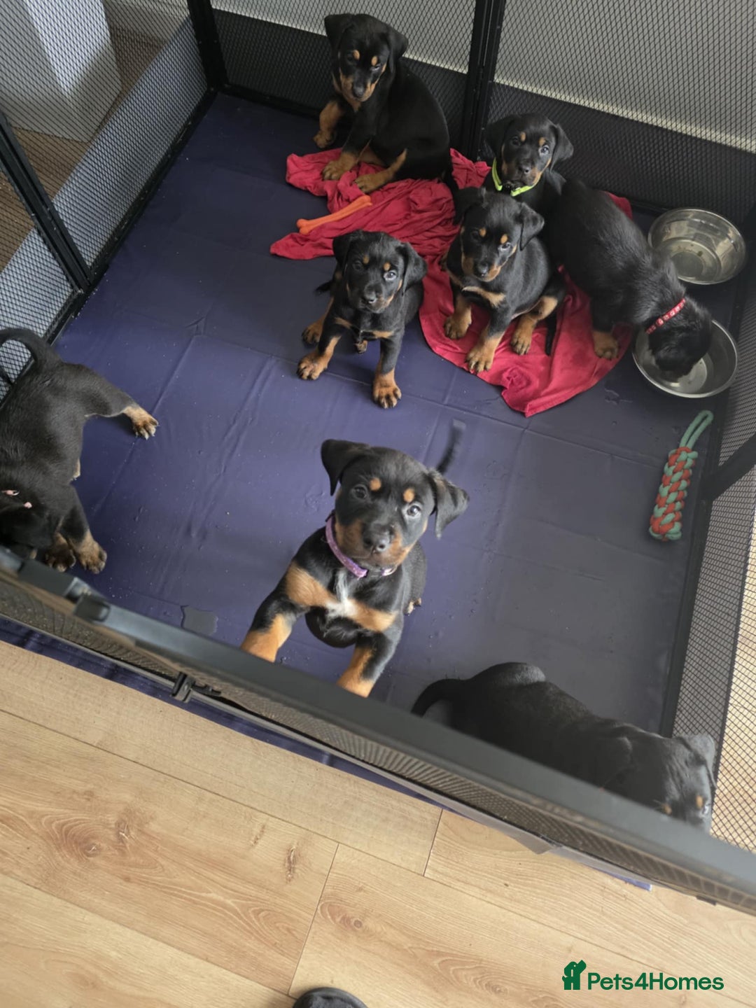 Mixed Breed dogs for sale: Rottweiler x American Staffy Puppies - Image 1