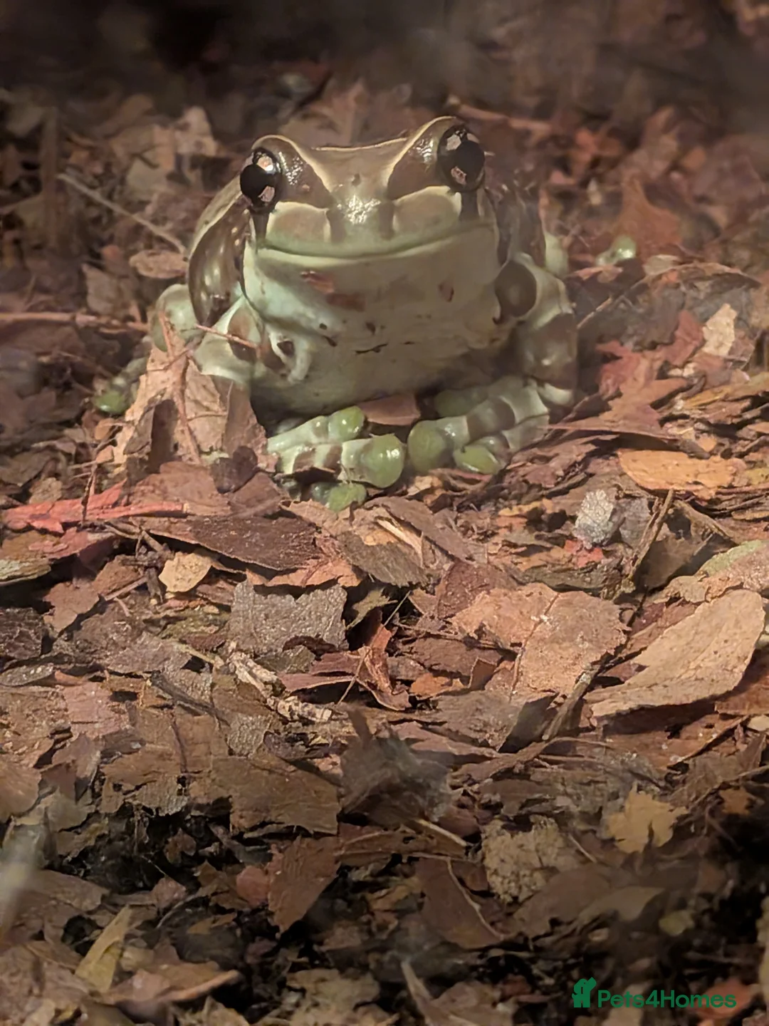 Frog reptiles for sale: Milk Tree frog older frogs  - Advert 2