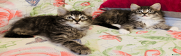 Maine Coon cats for sale: Three adorable Maine Coon Kittens For Sale  - Advert 7