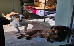 Doxiepoo dogs for sale: Special needs boy - Image 3