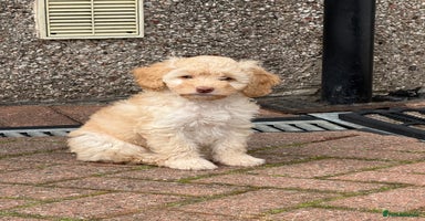 Cockapoo dogs - Advert 1
