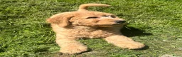 Labradoodle dogs for sale: Stunning F1 labradoodle  - Advert 3