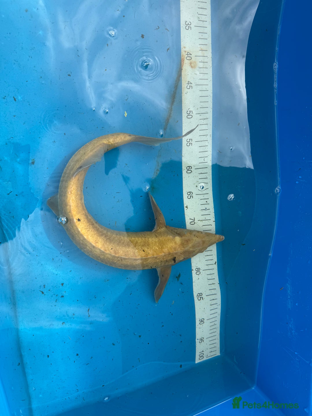Koi Carp fish for sale: Various koi carp for sale  - Image 37