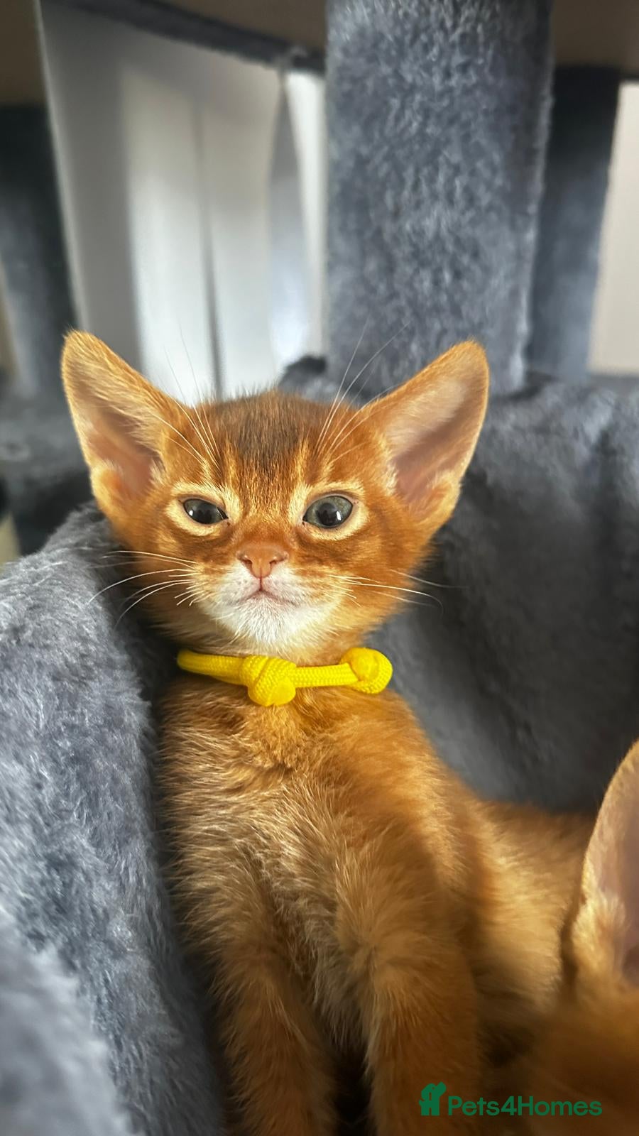Abyssinian cats Abyssinian kittens  - Advert 18