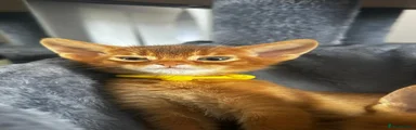 Abyssinian Kitten 4