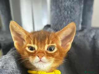 Abyssinian cats Abyssinian kittens - Advert 6