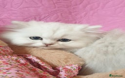 Persian cats for sale: 💖Beautiful Pedigree Chinchilla Persian Kittens. - Advert 17