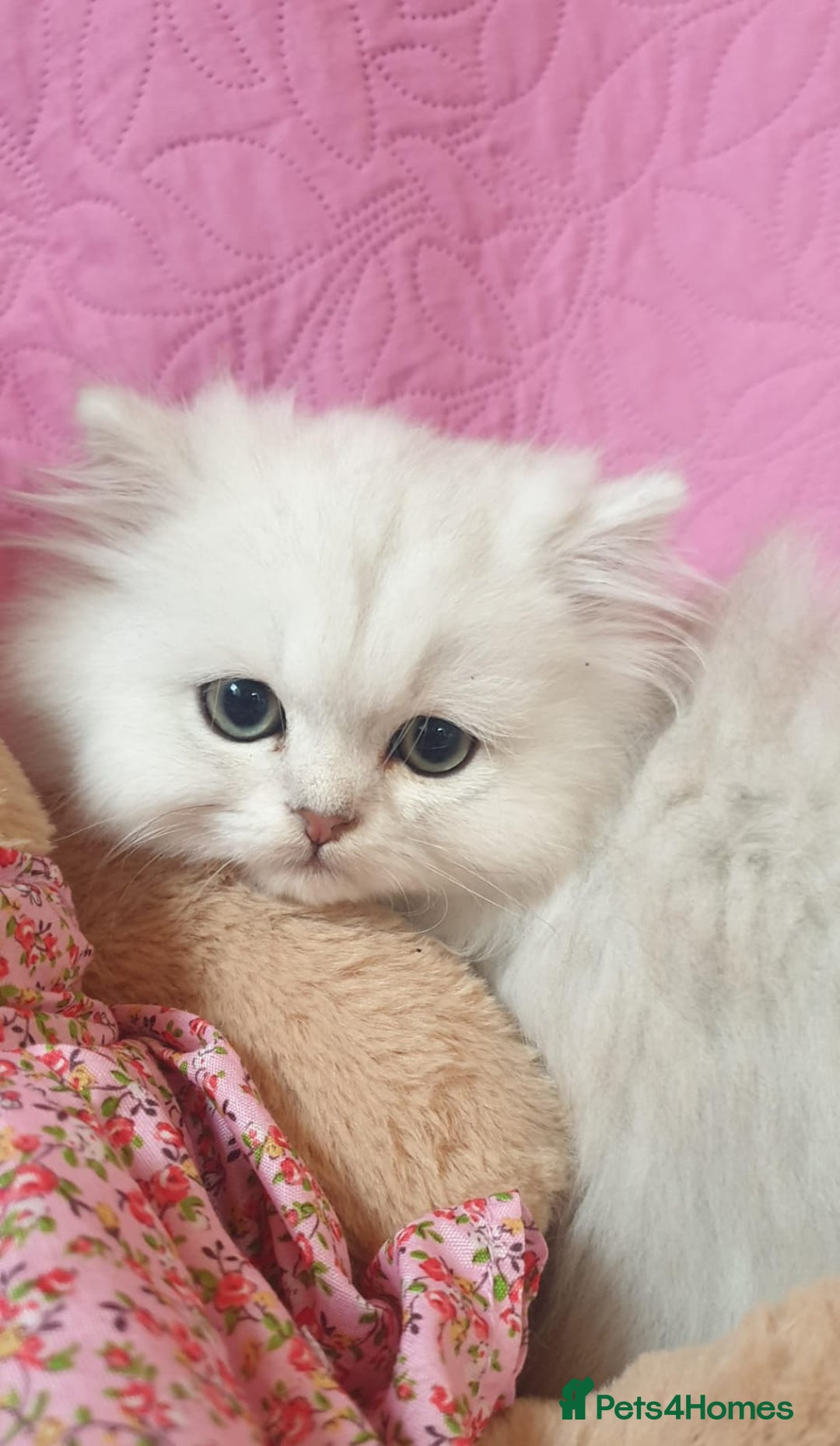 Persian cats for sale: 💖Beautiful Pedigree Chinchilla Persian Kittens. - Advert 17