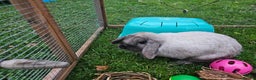 Mini Lop rabbits for sale: 6 month old female mini lop - Advert 1