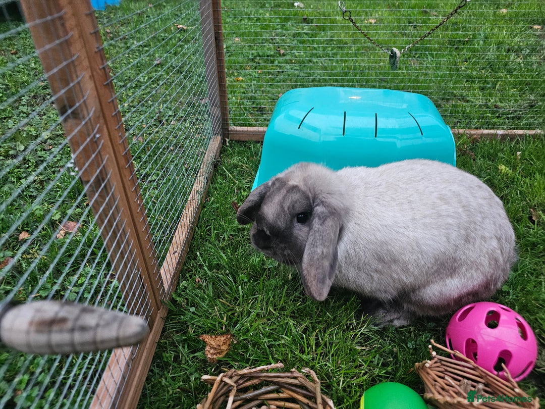 Mini Lop rabbits for sale: 6 month old female mini lop - Image 1