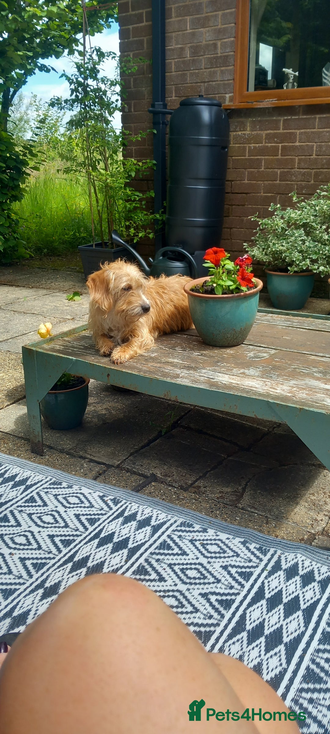 Mixed Breed dogs for sale: Jack Russel Pups in Machynlleth - Image 18