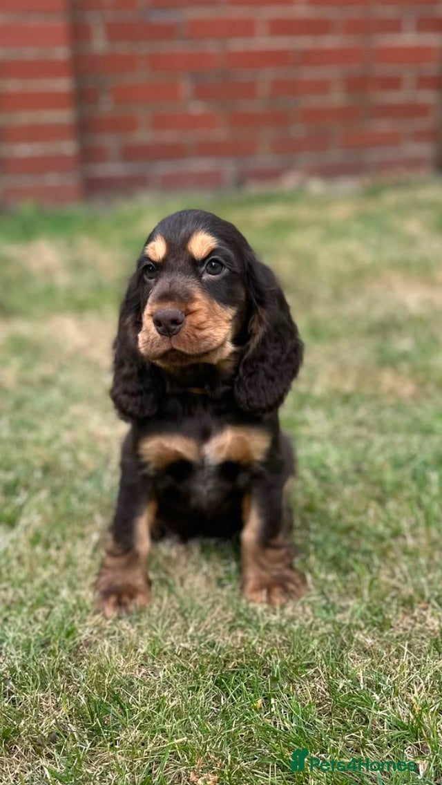 Cocker Spaniel dogs Show type cocker spaniel puppy’s  - Advert 1