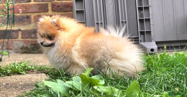 Pomeranian dogs - Advert 11