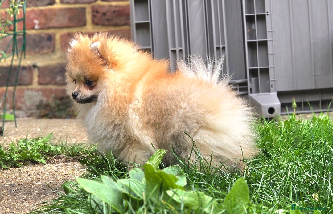 Pomeranian dogs for sale: 🔥Female Pomeranian puppy🔥KC reg🔥for sale🔥 - Image 2