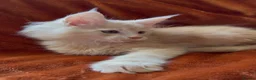 Maine Coon cats for sale: Bear Paw (🐾🐻 polydactyl) Maine Coon kittens TICA - Advert 6