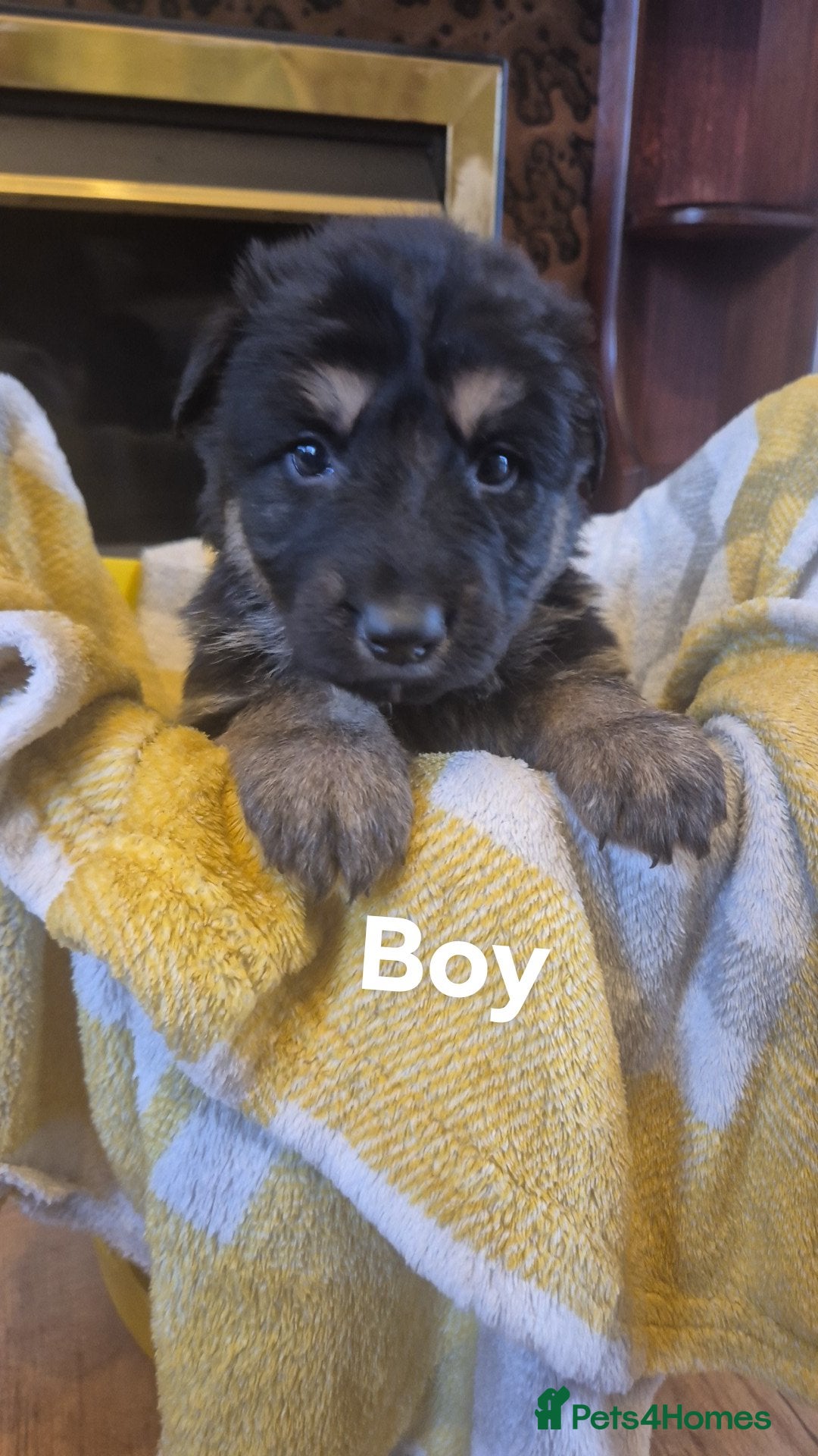 German Shepherd dogs KC Registered German Shepherd Puppies - Advert 1