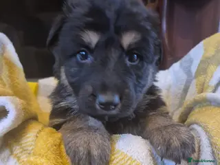 German Shepherd dogs KC Registered German Shepherd Puppies - Advert 1