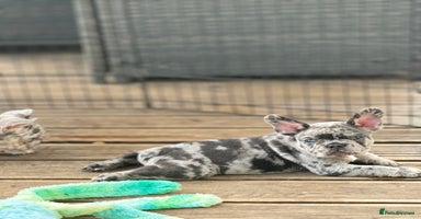 French Bulldog dogs - Advert 16