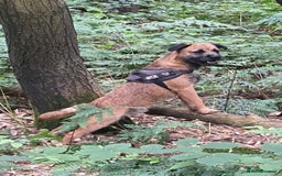 Border Terrier dogs for sale: Pedigree slem clear border terrier - Image 3
