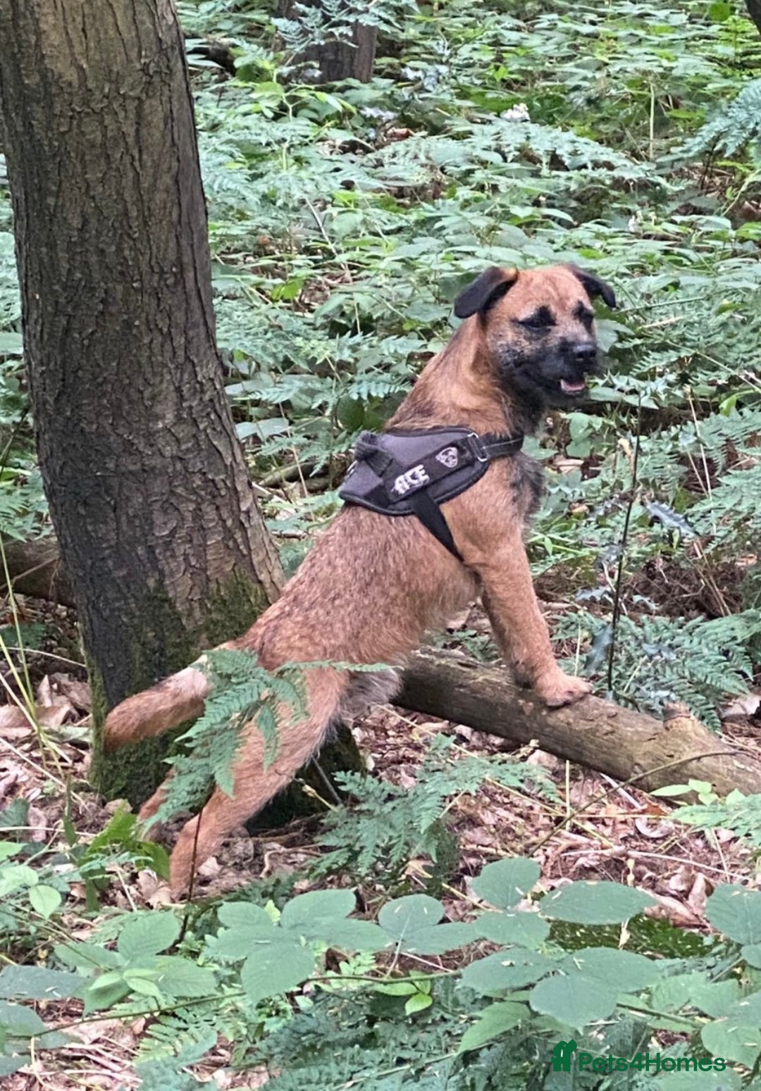 Border Terrier dogs for sale: Pedigree slem clear border terrier - Image 3