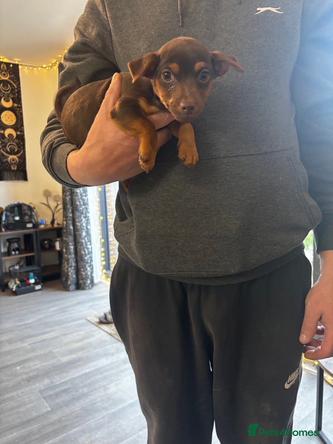 Jack Russell dogs for sale: Beautiful miniature pure Jack Russell’s  - Advert 5