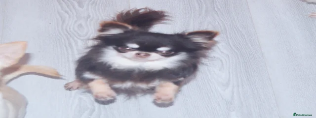 Yoshi