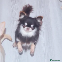 Yoshi