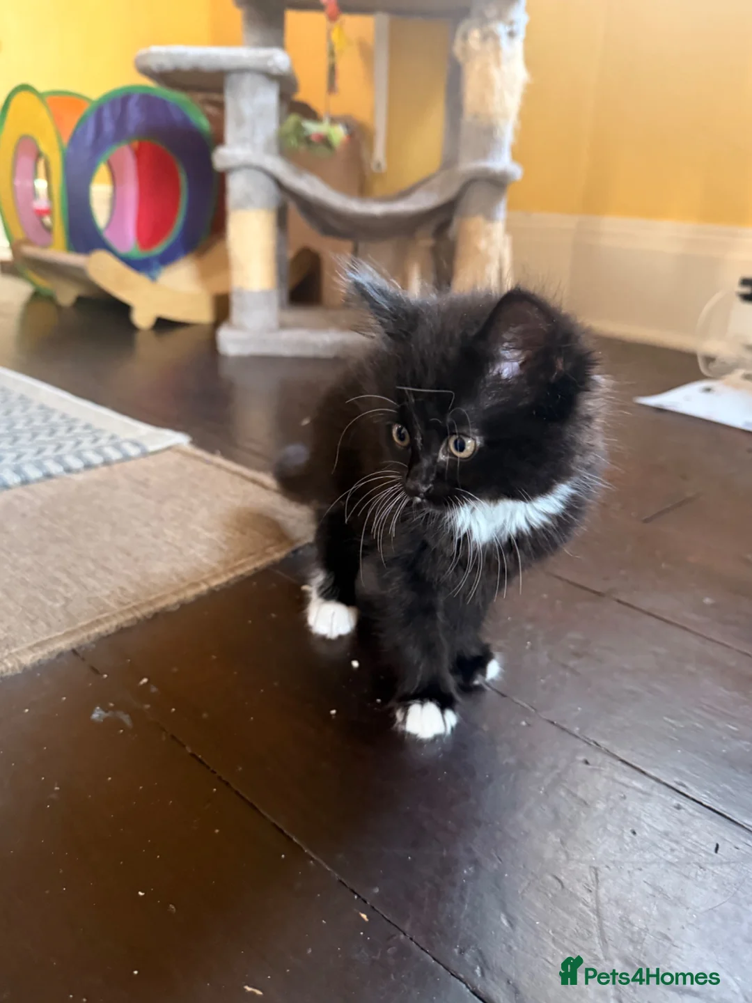 Mixed Breed cats for sale: Female kitten looking for her forever home - Advert 2