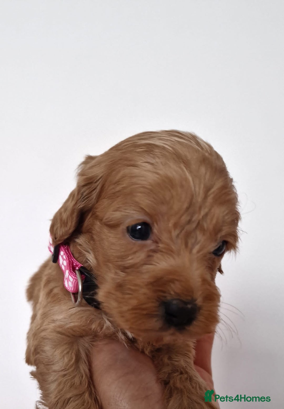 Cockapoo dogs for sale: F1 Cokerpoo puppies  - Advert 11