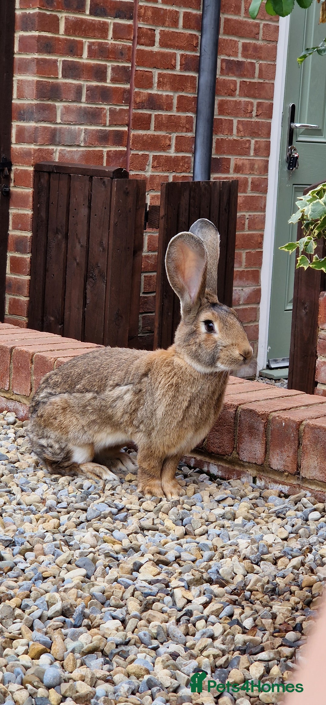 Continental Giant rabbits for sale: Giant continental cross  - Image 2