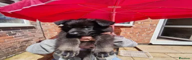 Mixed Breed Puppy 7