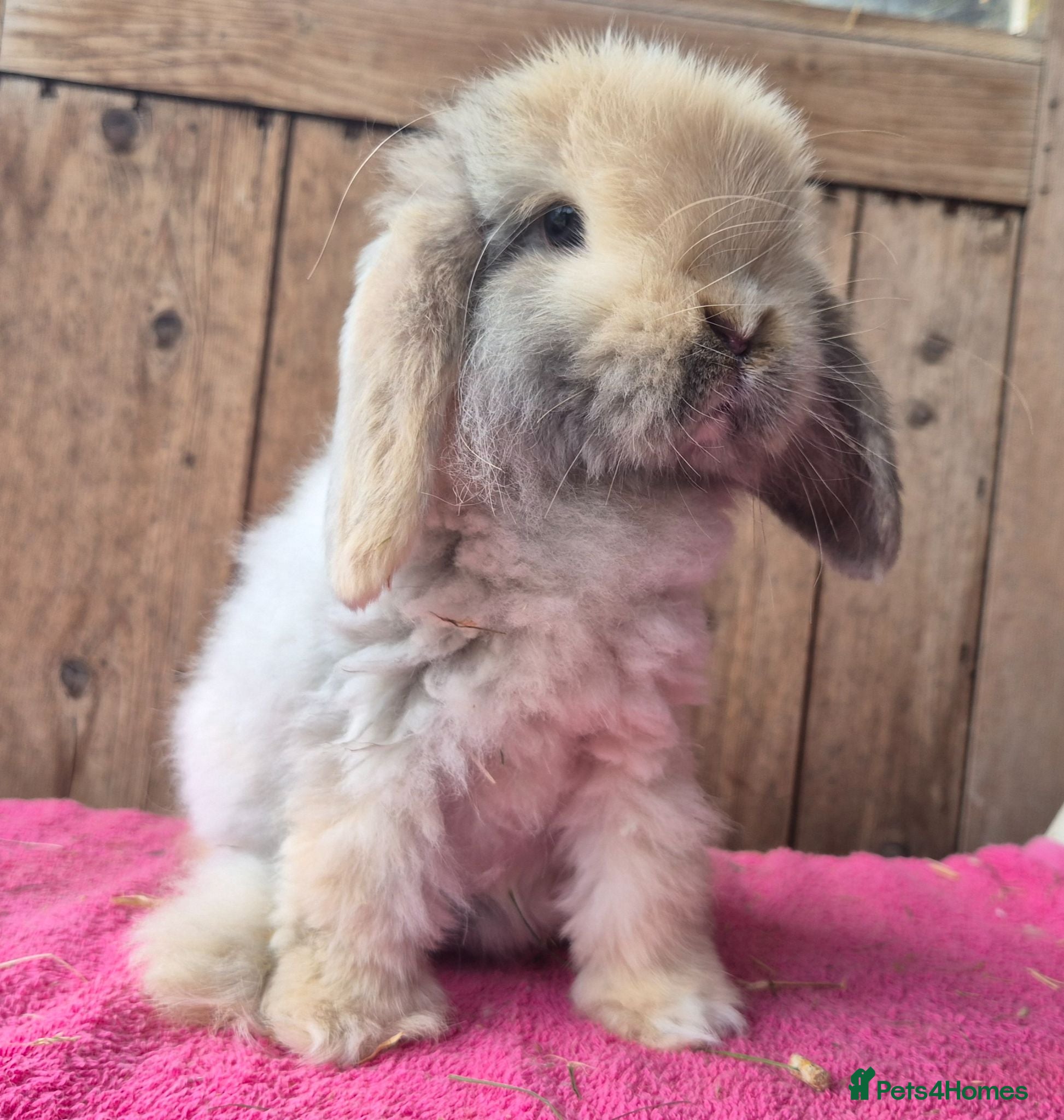 Mini Lop rabbits Cahmere coated Mini lop girl ready now - Advert 13