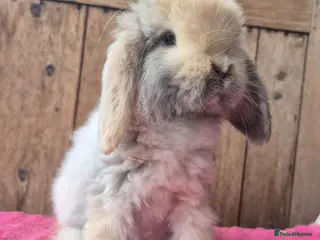 Mini Lop rabbits Cahmere coated Mini lop girl ready now - Advert 13