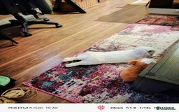 Dwarf Lop rabbits for sale: Looking for a New Home for Rosie (Spayed Rabbit) - Advert 9