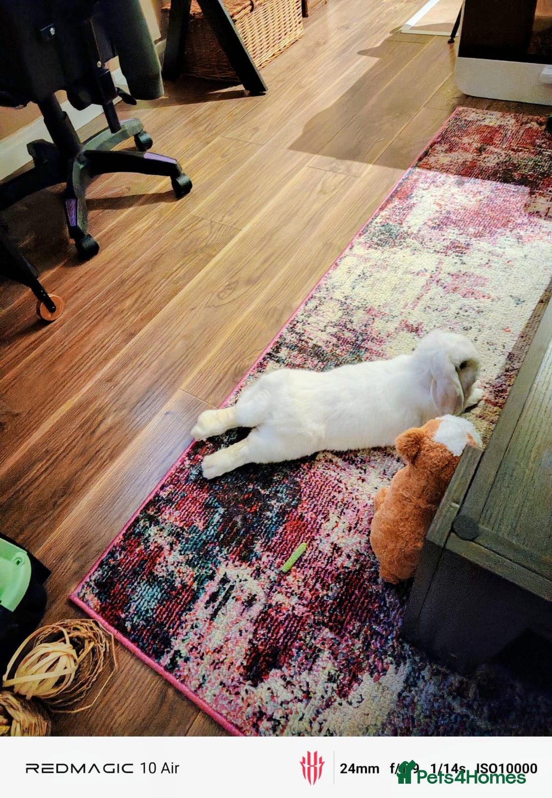 Dwarf Lop rabbits for sale: Looking for a New Home for Rosie (Spayed Rabbit) - Advert 9