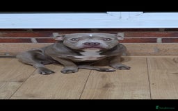 American Bully dogs for sale: American bully  - Image 3