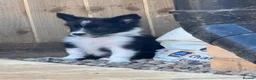 Border Collie dogs for sale: 2 Beautiful collies left ready to leave - Advert 19