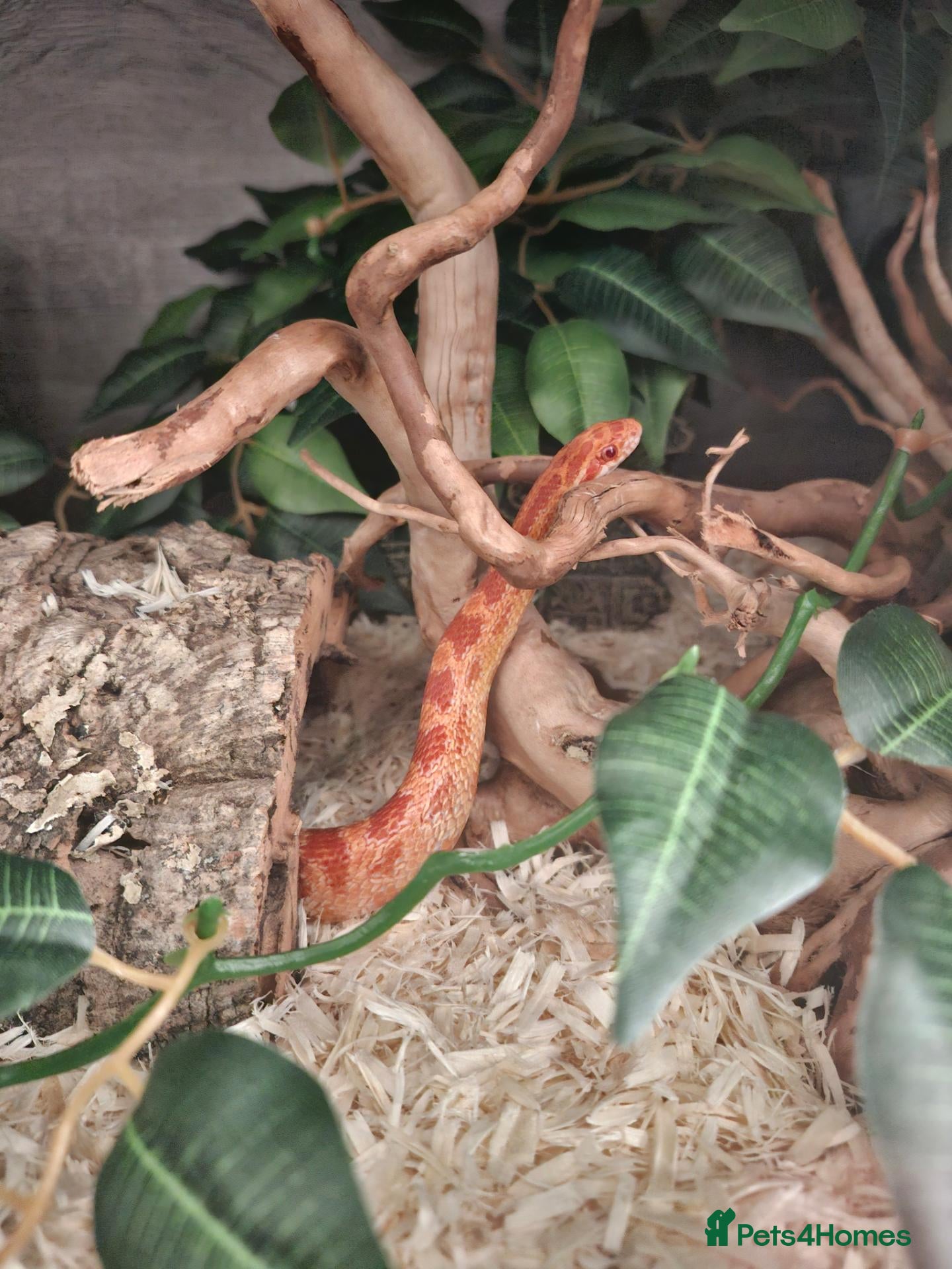 Corn Snake reptiles Mushu - Advert 1