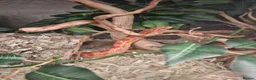Corn Snake reptiles for sale: Mushu in Nottingham - Advert 1