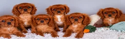 Cavalier King Charles Spaniel dogs for sale: Top Quality Cavalier Puppies  - Advert 6