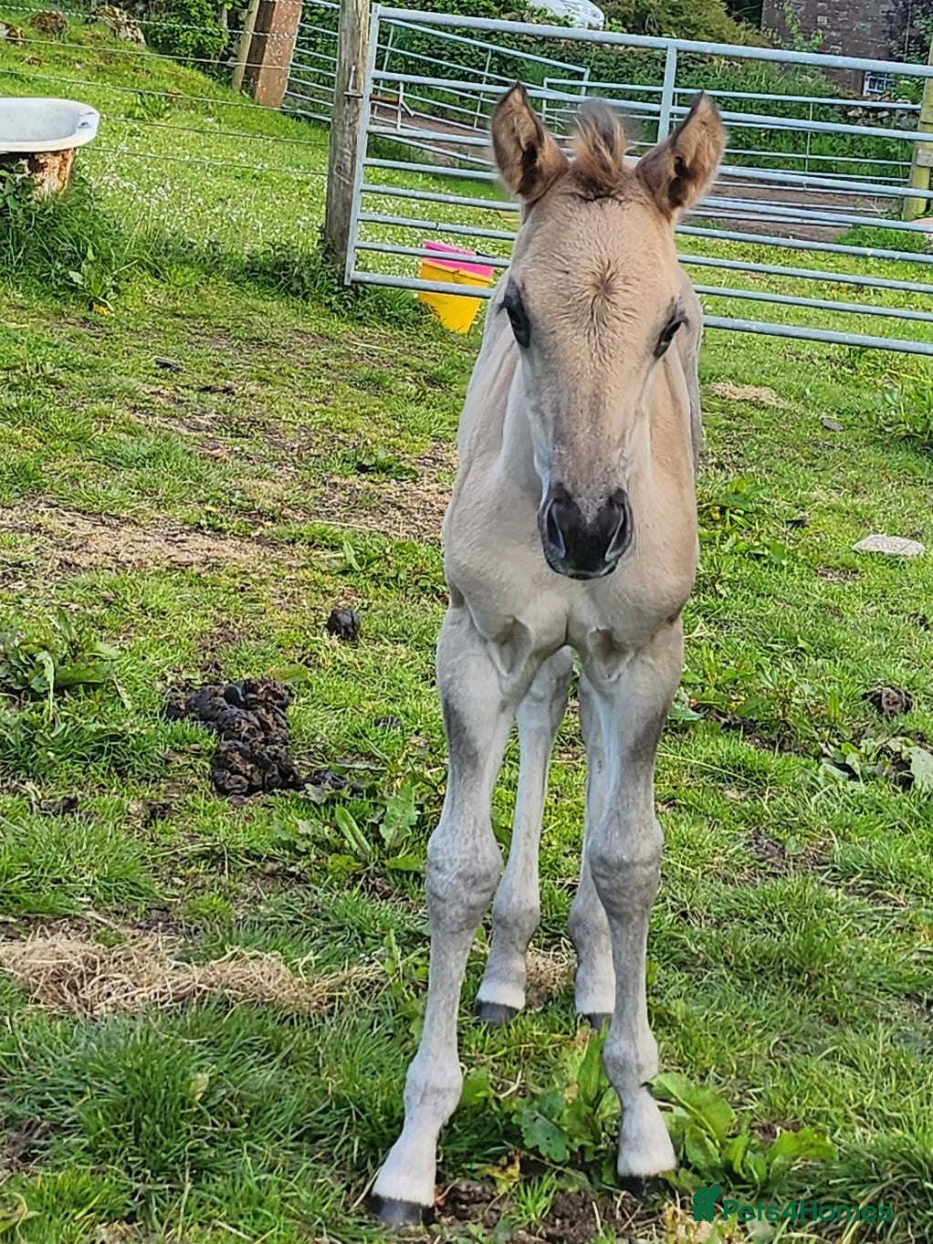 American Quarter horses for sale: QH Filly searching for superior dwelling & staff - Advert 9