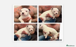 American Bulldog dogs for sale: Ready in 2 weeksbeautiful American bulldog puppies - Image 6