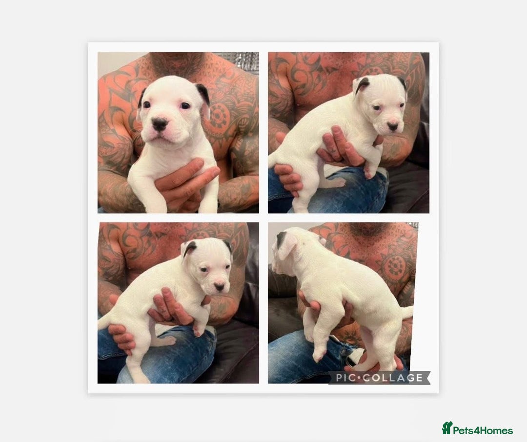 American Bulldog dogs for sale: Ready in 2 weeksbeautiful American bulldog puppies - Image 6
