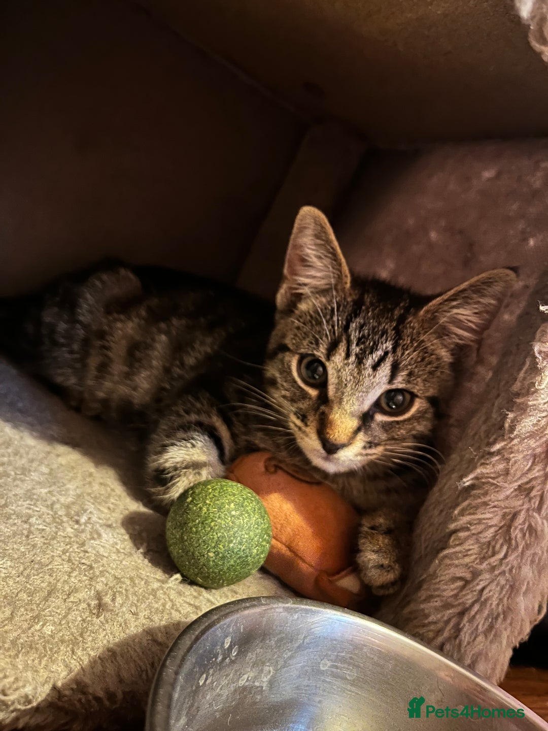 Domestic Shorthair cats for sale: Cute tabby male looking for new home - Image 6