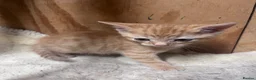 Mixed Breed cats for sale: Beautiful kittens available  - Advert 4