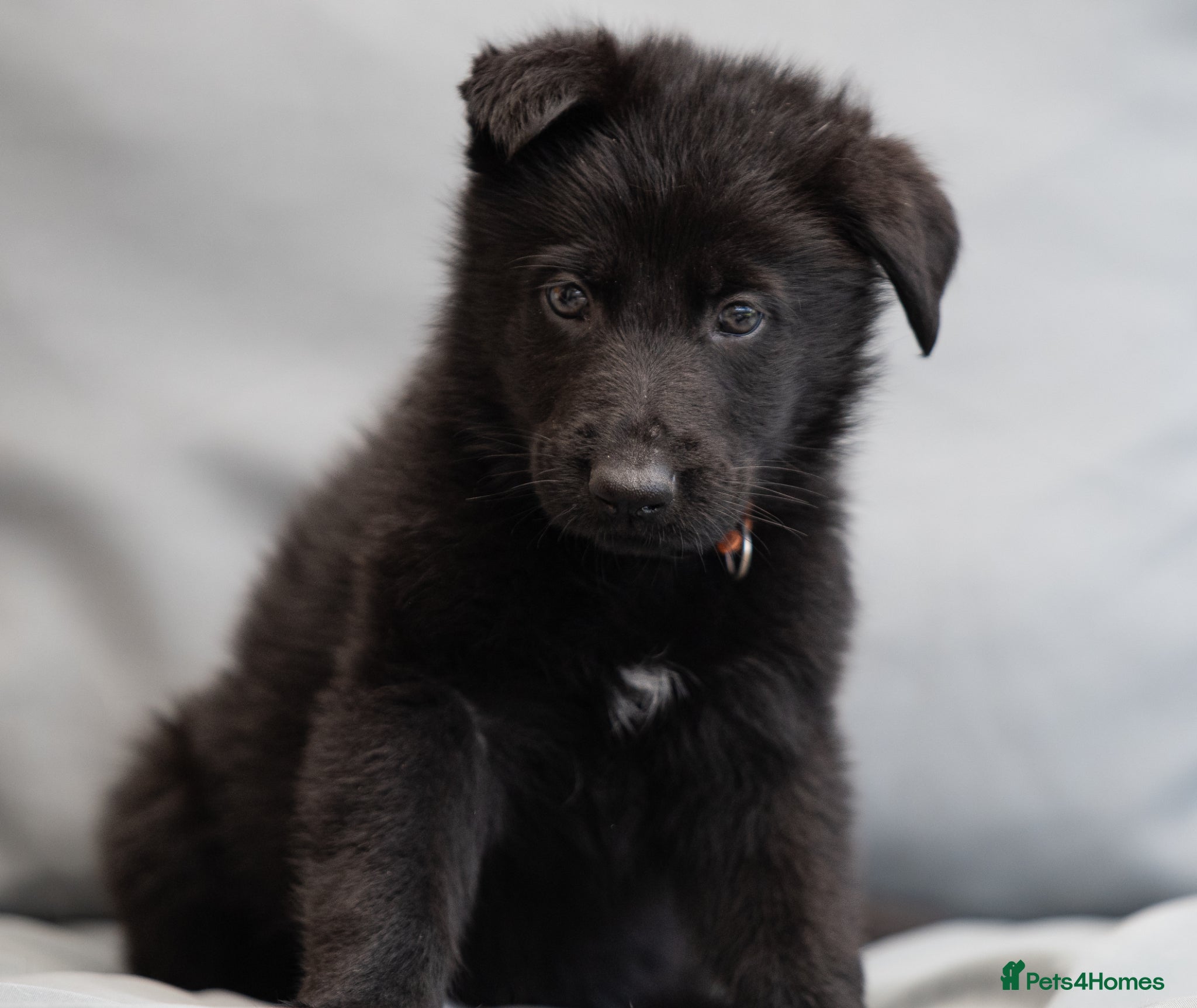 German Shepherd dogs Health tested MALE Czech German shepherd puppies - Advert 11