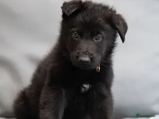 German Shepherd dogs Health tested MALE Czech German shepherd puppies - Advert 11