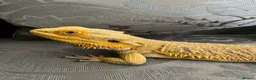 Bearded Dragon reptiles for sale: Super tame High-Yellow Citrus Bearded Dragon - Advert 8